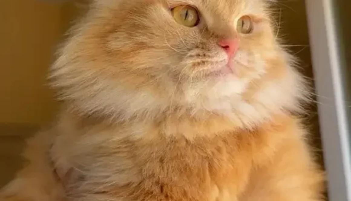 cat for sale